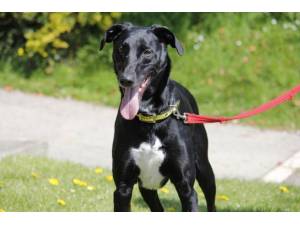 Cole - Male Collie Cross (Border) Photo