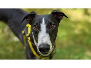 Denny - Male Greyhound Photo