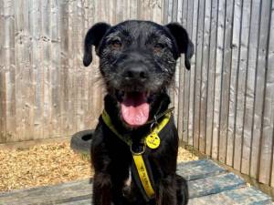 Elvis - Male A Crossbreed Photo