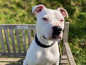 Graham - Male Staffordshire Cross (SBT) Photo
