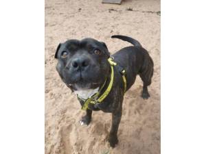 Hoggle - Male Staffordshire Bull Terrier (SBT) Photo