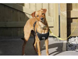 Lula - Female Jack Russell Terrier (JRT) Photo