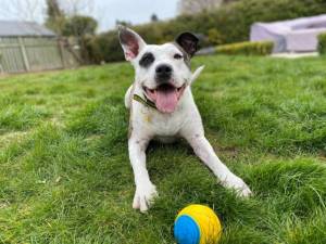 Mavis - Female Staffordshire Cross (SBT) Photo