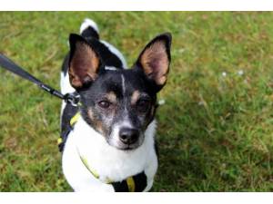 Milo - Male Jack Russell Terrier (JRT) Photo