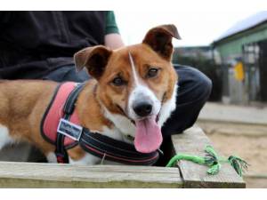 Pippa - Female A Crossbreed Photo