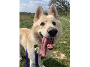 Polar - Male German Shepherd Dog (GSD / Alsatian) Photo