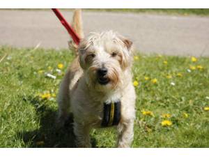 Pretzel - Male Jack Russell Terrier (JRT) Photo