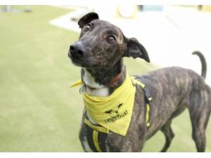 Rocco - Male Greyhound Photo