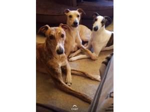Sass - Female Lurcher Photo
