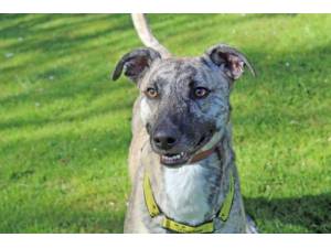Tigger - Male Lurcher Photo