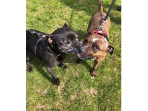 Sid & Lulu - Staffordshire Bull Terrier Photo