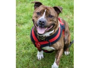 Razzy - Male Staffordshire Bull Terrier Photo