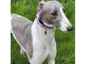 Della - Greyhound Photo