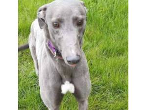 Bella - Greyhound Photo