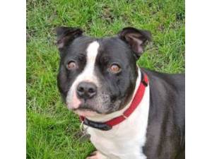 Diesel - Staffordshire Bull Terrier Photo