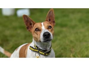 Alfie - Male Jack Russell Terrier (JRT) Photo