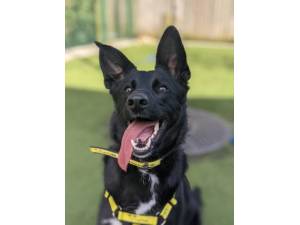 Alfie - Male Border Collie Photo