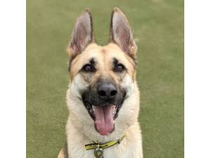 Athena - Female German Shepherd Dog (GSD / Alsatian) Photo