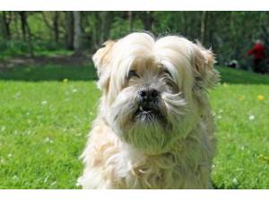 Baby Jane - Female Lhasa Apso Photo