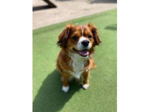 Bailey - Male Spaniel: Cavalier King Charles Photo