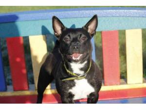Batfink - Male A Crossbreed Photo