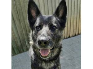 Bella Gsd - Female German Shepherd Dog (GSD / Alsatian) Photo