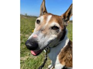 Benji 2 - Male Jack Russell Terrier (JRT) Photo