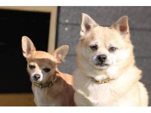 Bentley - Male Chihuahua: Short Hr Photo