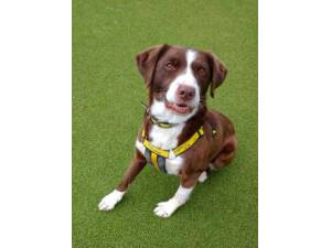 Bouncer - Male Spaniel Cross Photo