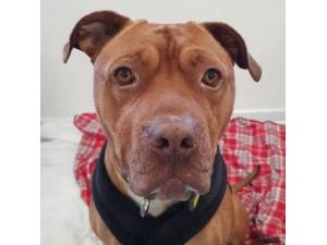 Busta - Male A Crossbreed Photo