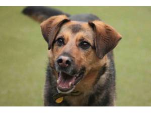 Callie - Female German Shepherd Dog (GSD / Alsatian) Photo