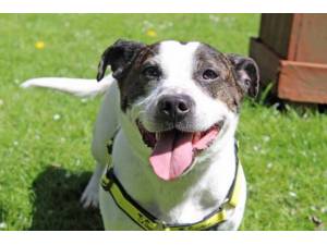 Charlie - Male Staffordshire Cross (SBT) Photo