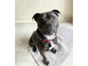 Chubbs - Male Staffordshire Bull Terrier (SBT) Photo