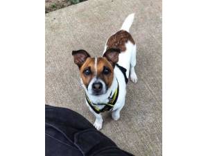 Declan - Male Terrier Cross Photo