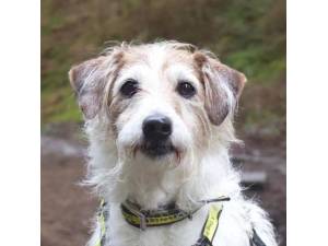 Dexter - Male Jack Russell Terrier (JRT) Photo