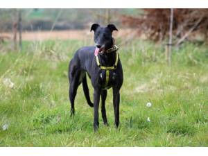 Dory - Female Greyhound Photo