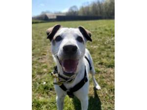 Finn - Male Terrier Cross Photo
