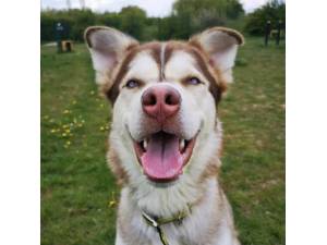 Forest - Male Siberian Husky Photo