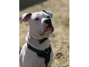 Frankie - Male American Bulldog Photo