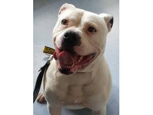 Hank - Male American Bulldog Photo