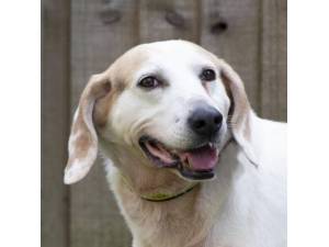 Harry - Male Foxhound Photo