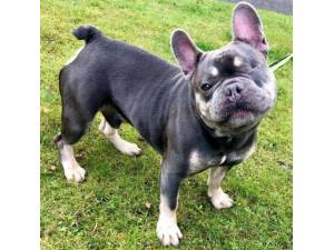 Hugo - Male Bulldog: French Photo