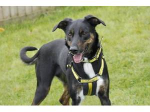 Inca - Female Border Collie Photo
