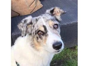 Indie - Male Collie Cross (Border) Photo