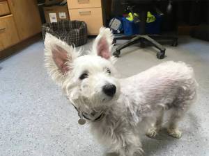 Isabelle - Female West Highland White Terrier Photo