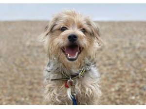 Jazz - Male A Crossbreed Photo