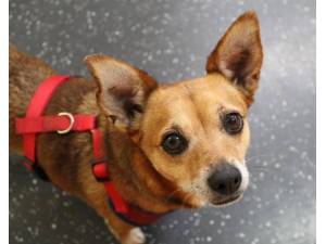 Jessie - Female Jack Russell Terrier (JRT) Photo
