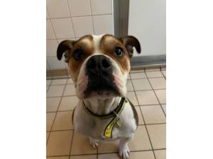 Keno - Male Bulldog: English Photo