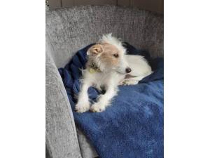 Lilah - Female Jack Russell Terrier (JRT) Photo