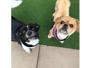 Marley - Male Shih Tzu Photo